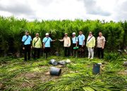 Pemprov Kalteng Sertifikasi Ribuan Benih Sawit Unggul di Sukamara dan Pulang Pisau