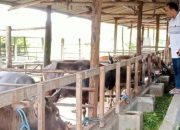 Pengawasan Hewan Kurban Meningkat Jelang Iduladha