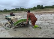 Petani Barsel Mulai Tanam Padi Inbrida Musim April-September