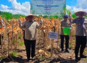 Kalteng Dukung Swasembada Jagung, Wagub Hadiri Panen Raya Serentak