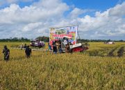 Panen Raya di Terusan Makmur, Pemprov Kalteng Pastikan Pangan Jadi Prioritas Utama