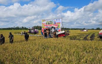 Panen Raya di Terusan Makmur, Pemprov Kalteng Pastikan Pangan Jadi Prioritas Utama