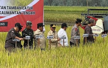 Gubernur dan Wagub Kalteng Panen Raya, Apresiasi Petani Kapuas