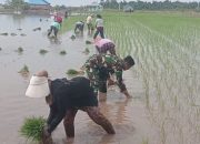 TNI dan Petani Katingan Kuala Bersinergi Tingkatkan Produktivitas Pertanian