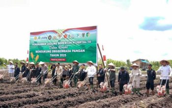 Gerakan Tanam Jagung Serentak Perkuat Ketahanan Pangan Kalimantan Tengah