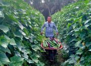 Optimalisasi Hortikultura Dorong Pendapatan Petani Desa Trinsing