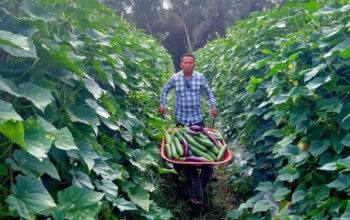 Optimalisasi Hortikultura Dorong Pendapatan Petani Desa Trinsing