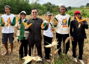 Panen Jagung Hibrida Barito Utara Perkuat Ketahanan Pangan Daerah