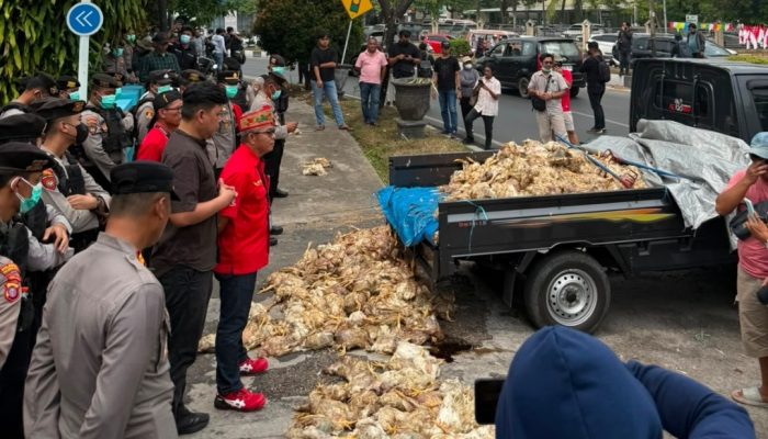 Aksi Lempar Ayam Busuk Warnai Demo Peternak di PLN, Pinsar Kalteng Tuntut Solusi Pemadaman Listrik