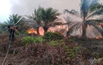 Kebakaran Gambut Baun Bango Meluas, Tim Gabungan Berjibaku