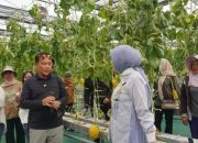 Panen Melon Smart Greenhouse Bukti Pertanian Modern Kalteng Makin Produktif
