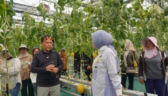 Panen Melon Smart Greenhouse Bukti Pertanian Modern Kalteng Makin Produktif